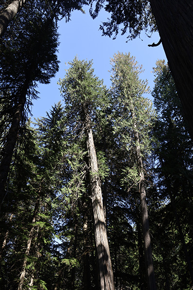 Giant Cedars Boardwalk